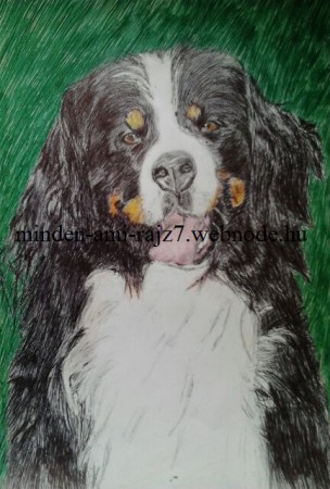 Berni pásztor kutya